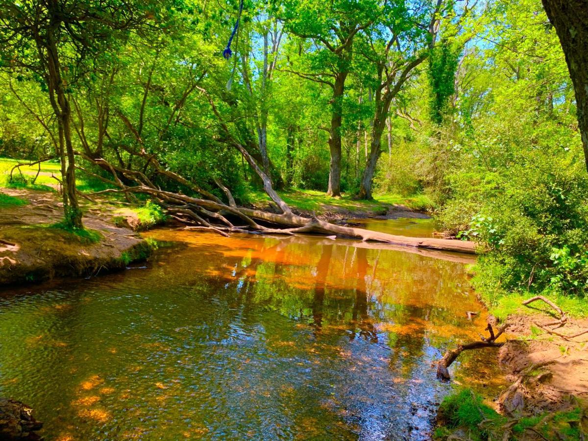 Forest Beach Bashley Park Sway Zewnętrze zdjęcie
