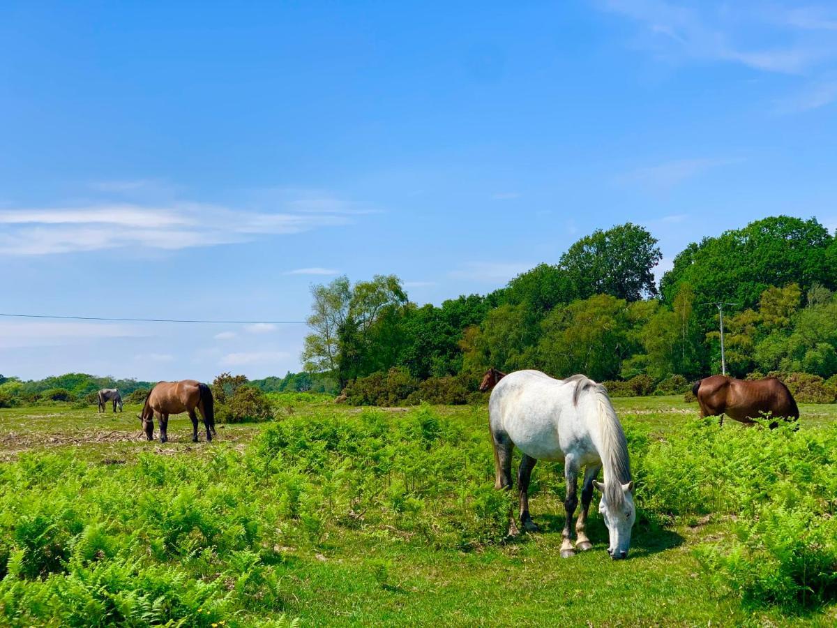 Forest Beach Bashley Park Sway Zewnętrze zdjęcie