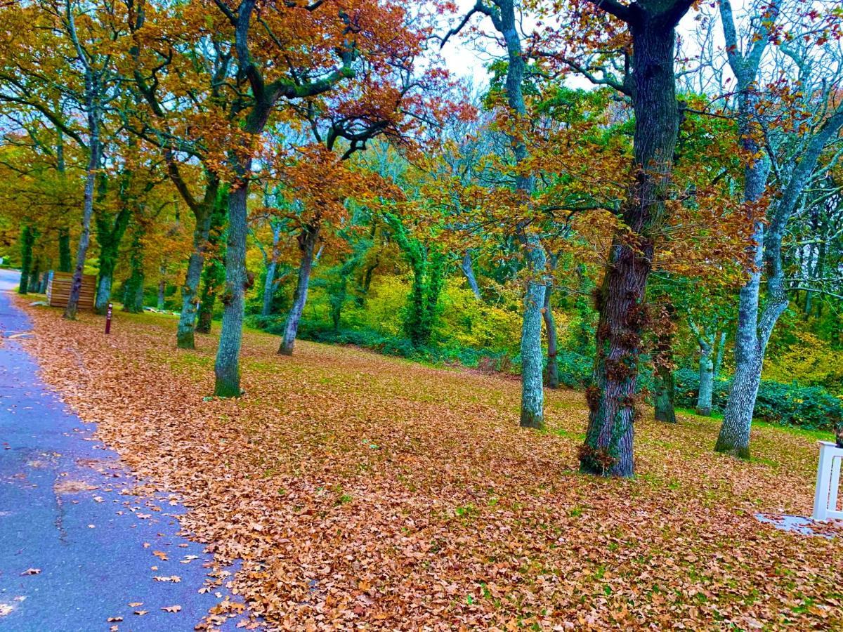Forest Beach Bashley Park Sway Zewnętrze zdjęcie