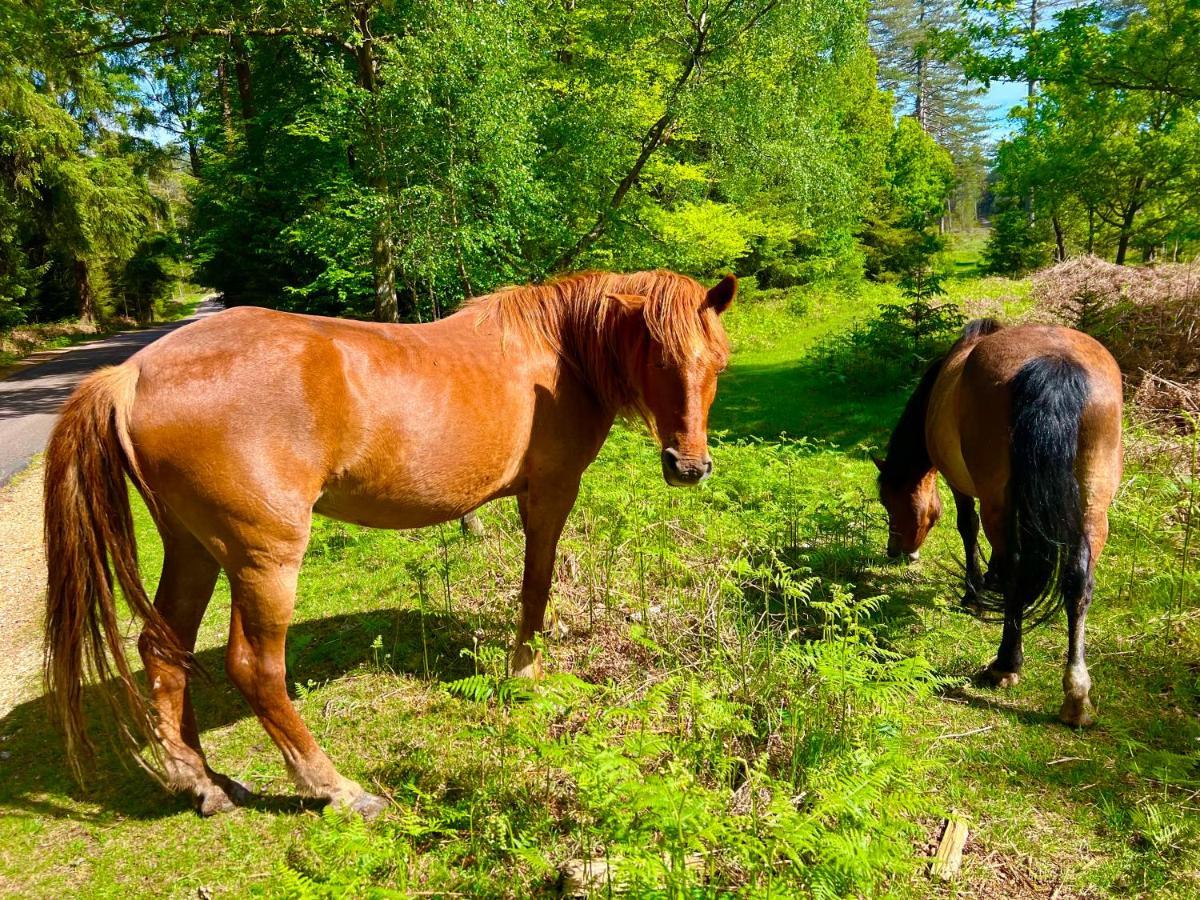 Forest Beach Bashley Park Sway Zewnętrze zdjęcie